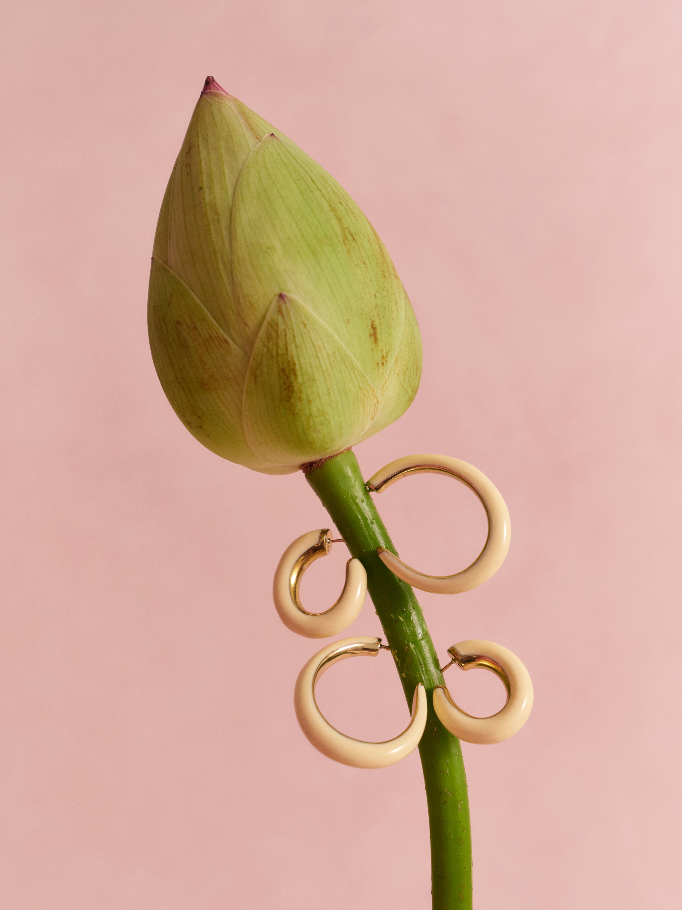 Green lotus bud with cream and brass hoop earrings on a pink background