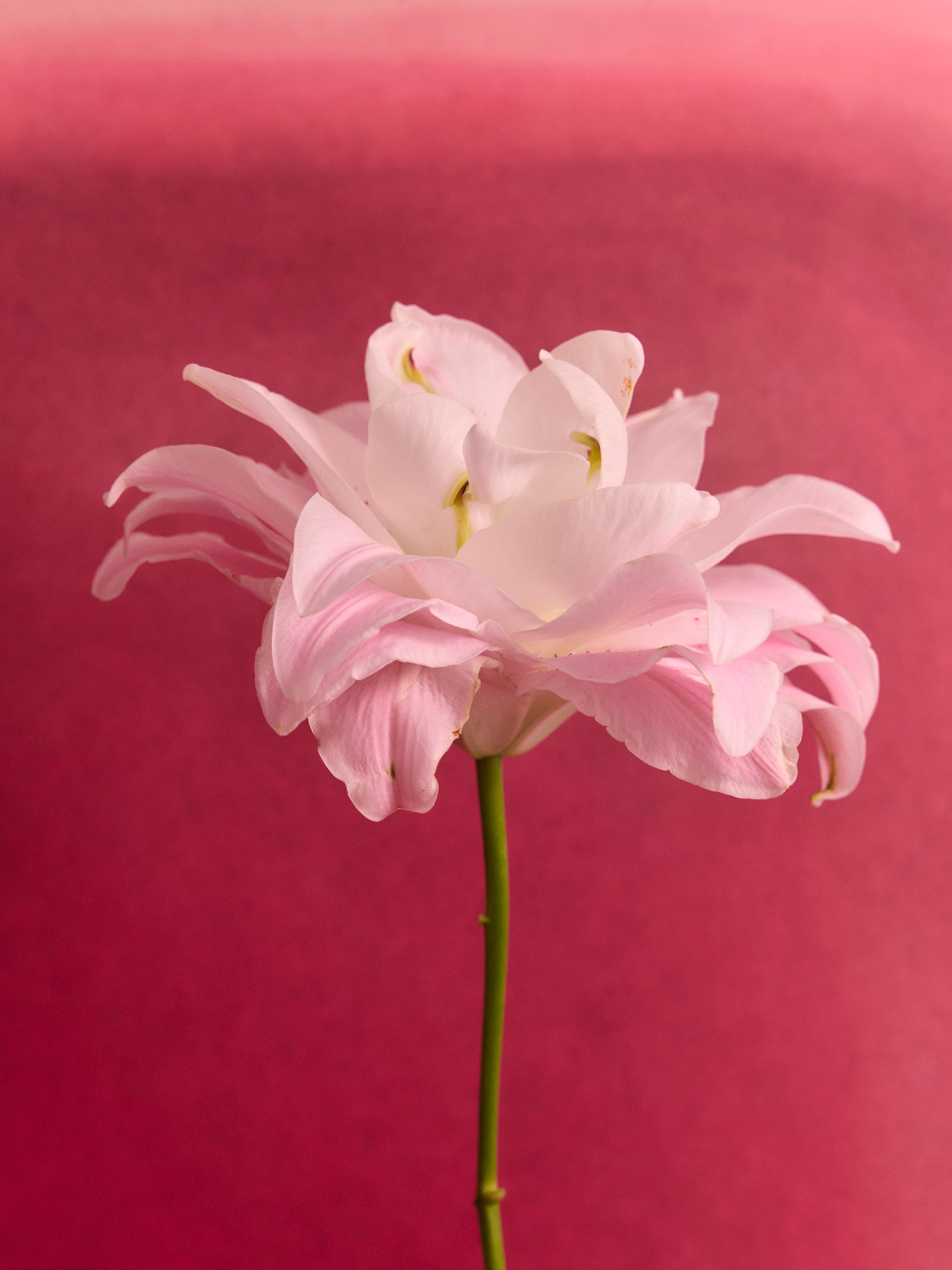 Pink flower with a blurred pink background