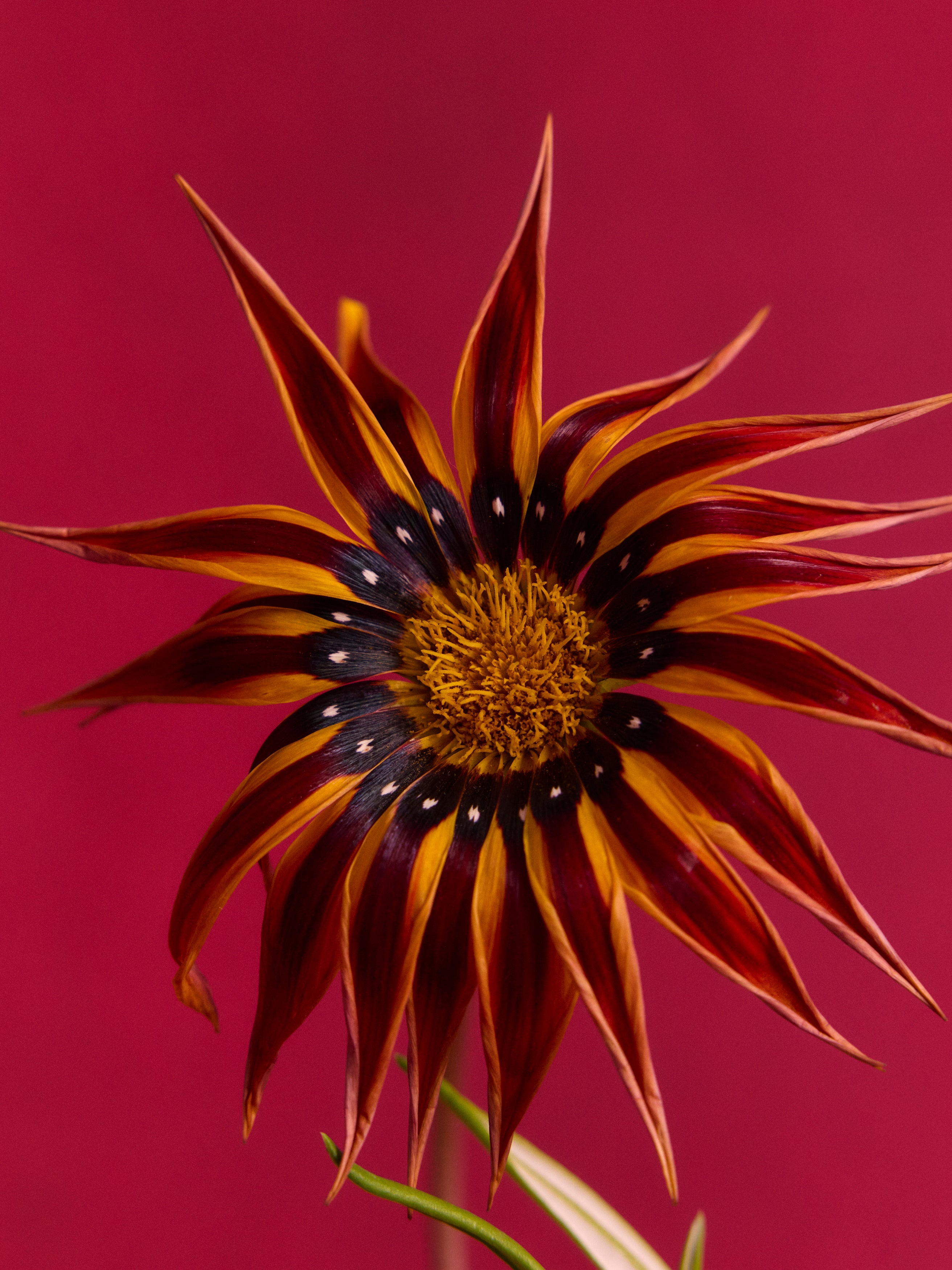 Close up of orange and yellow flower on a pink backdrop